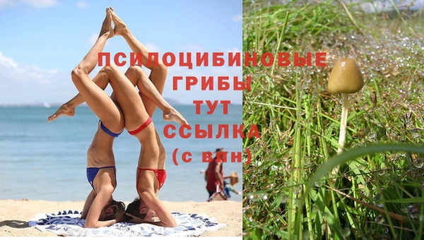 крисы Вязьма